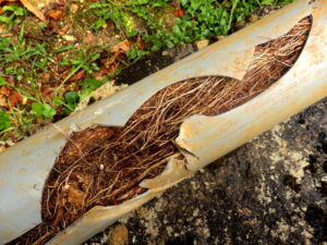 sewer-line-clogged-with-a-tangle-of-tree-roots